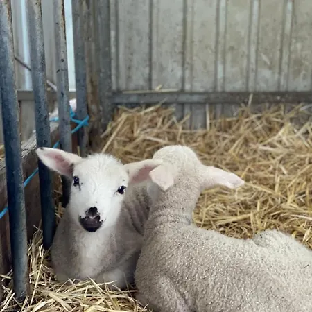 Casinha A Porta *