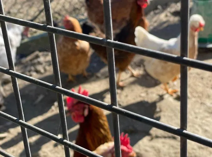 Casinha A Porta Ferienhaus