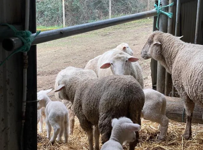 Casinha A Porta Ferienhaus Arouca