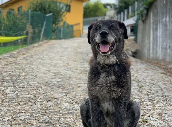 Casinha A Porta Arouca