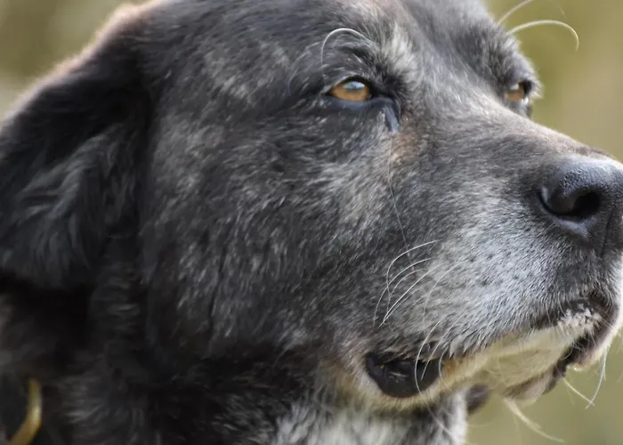 Casinha A Porta Dom wakacyjny Arouca
